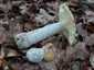 Sárga galóca (Amanita gemmata), Őrség